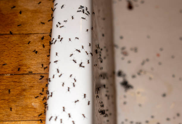 Best Residential Pest Control  in Middle Valley, TN